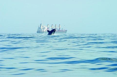 Oceans Great Dying 2.0: Heatwaves sweep the oceans