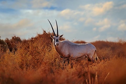 Climate crisis: even temporarily overshooting 2°C would cause permanent damage to Earth’s species