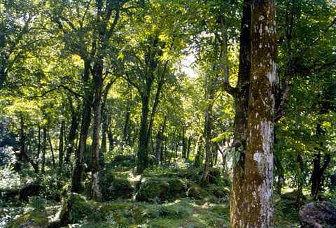 Changes to Forest Conservation Rules dilute forest rights, say tribal communities