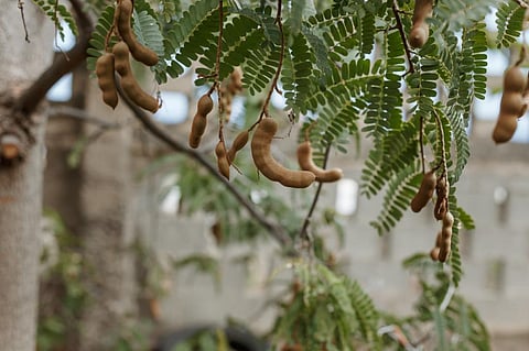 Urbanisation, low profitability: Why prices of tamarind leaves in Andhra Pradesh have rocketed 