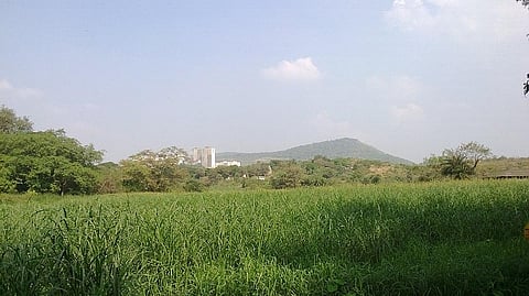 Aarey back to square one: Green lobby readies to take on Shinde government