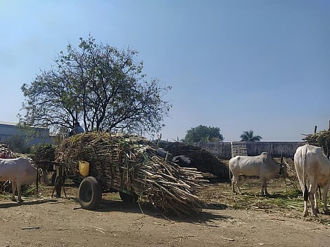 Sugarcane cutters in the district migrate from October to March to work in the fields for as low as Rs 200 per day. Photo: Shuchita Jha
