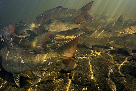 Sandfish migrate to the Biedouw River to spawn. They must swim through fences and over rocks, which takes a toll on them. Jeremy Shelton