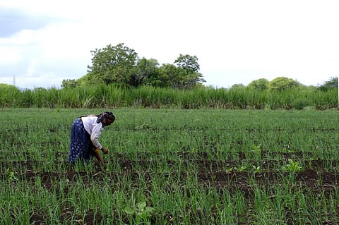 How to replace chemical fertilisers with organic & bio-fertilisers 