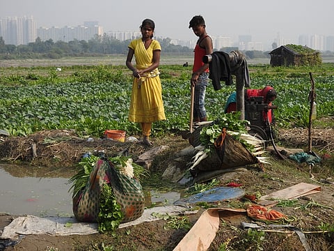 Urban agriculture: Towards an inclusive approach to make Delhi an ‘edible city’ 