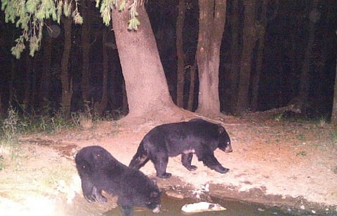 Asiatic black bears caught on camera trap in Daranghati Wildlife Santuary, Himachal Pradesh. Photo: Wildlife Institute of India 