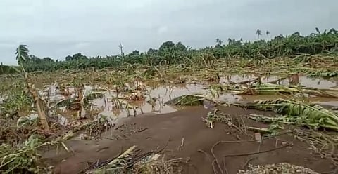 Destroyed banana plantations in central Gujarat. Photo: Jumana Shah