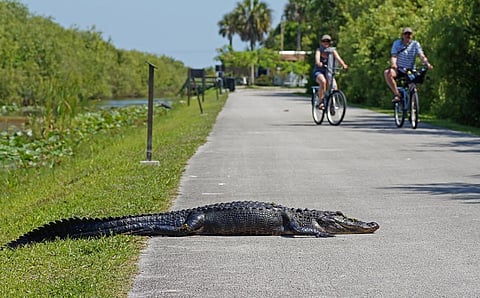 Two tourists cycle past an American Alligator in the Everglades National Park, Florida, United States. Photo: iStock