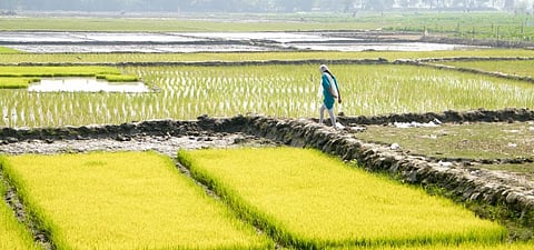 Bihar recorded 194.6 millimetres of rainfall from June 1 to July 15. Photo: iStock