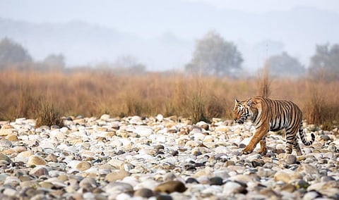 A tiger in Corbett National Park. Photo: iStock