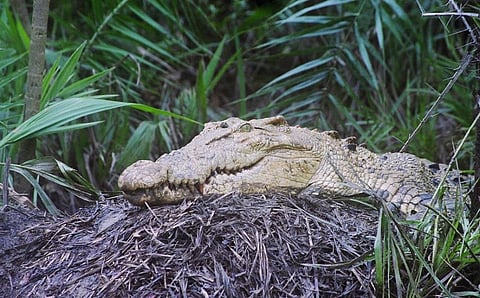 An estuarine crocodile in Bhitarkanika National Park. Photo: Ashis Senapati