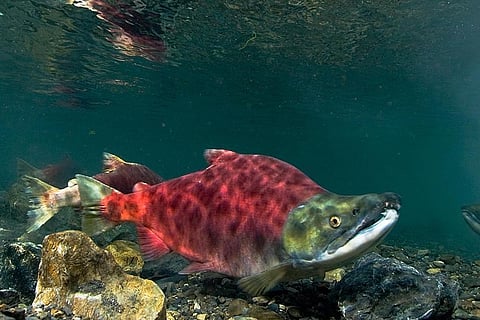 One in three species threatened with extinction, action needed, says study