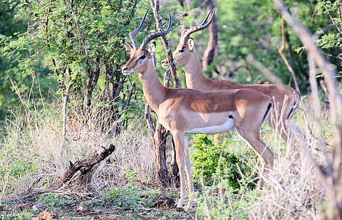 Africa Protected Areas Congress puts spotlight on protection and conservation of biodiversity