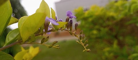 Climate change alters how plants go about their lives; here’s how