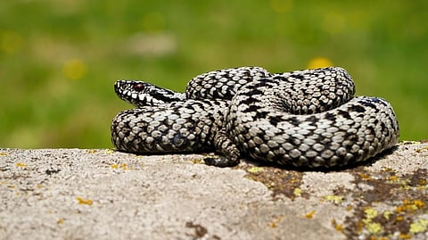 The European adder is the only venomous snake native to the UK. Photo: iStock
