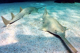 Oceans Great Dying 2.0: Read DTE’s in-depth coverage
