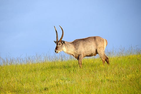 Africa Protected Areas Congress: Continent gets $200 billion conservation fund
