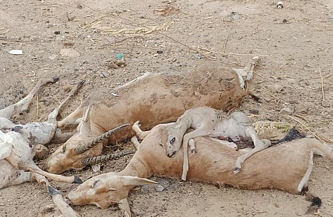 राजस्थान के जैसलमेर जिले में चिंकारा के शव मिल रहे हैं। फोटो: सुमेर सिंह