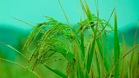 Calamity strikes: 340,000 hectares crop damage in 4 months