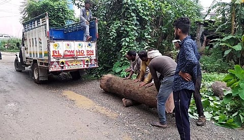 देहरादून में निजी जमीन पर लगे पेड़ काट कर ले जाते अज्ञात लोग। फोटो: राजेश डोबरियाल