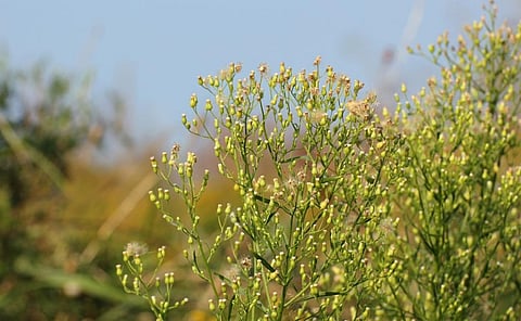 Canadian Horseweed. Photo: iStock
