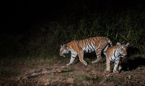 Wild tigers caught on camera trap in Thailand. Photo: DNP-Freeland / Twitter