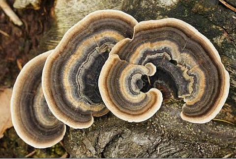 Scientists discovered the fungus, growing on dead plants, causes pyrene degradation using special enzymes. Photo: ISW 