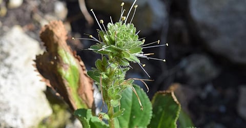 The Kutki herb (Picrorhiza kurroa) found in the Himalayas from Kashmir to Sikkim. Photo: Wikipedia