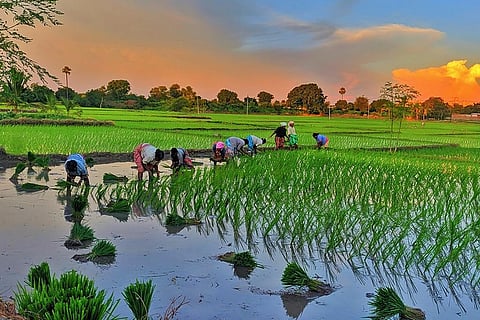शोधकर्ताओं ने जीन में बदलाव कर धान की उपज को 40 फीसदी बढ़ाया