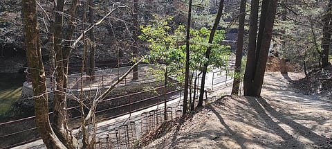 An unnecessary concretisation of a stream took place in Kilbury reserved forest of Uttarakhand in 2020. Photo: Ghazala Shahabuddin
