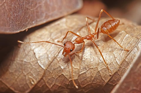 The researchers of the map expect India to have a lot of hidden, small ranged ant species. Photo: Wikimedia Commons 