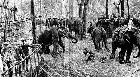 An illustration showing the capture of wild elephants using the 'Kheddah' or stockade method in the Kingdom of Mysore, British India. Photo: Wikimedia Commons