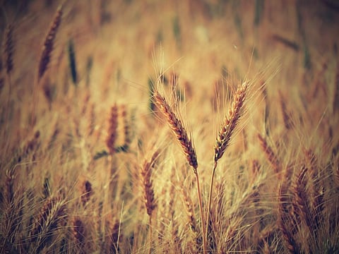 Planting dates are the foundation for climate resilience and productivity outcomes in eastern India, research has found. Photo: Wikimedia Commons 