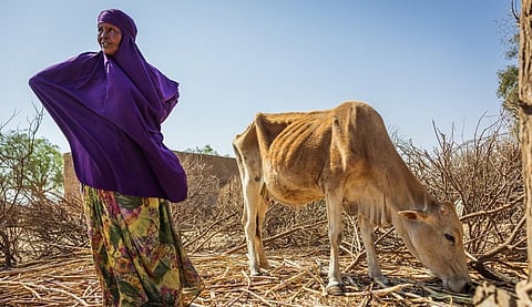 More than three million animals essential to Somalia’s pastoral communities have died so far due to the drought