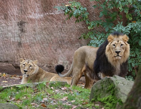 Historically, Asiatic lions roamed over the entire Indo-Gangetic plains. Photo: Wikimedia Commons 