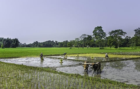 Assam to revist Kharif crop calendar to counter effects of erratic monsoon