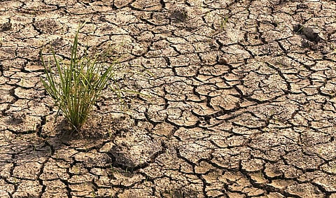 Transplantation of paddy seedlings after August 15 is not desirable for quality yields and production. Photo: iStock