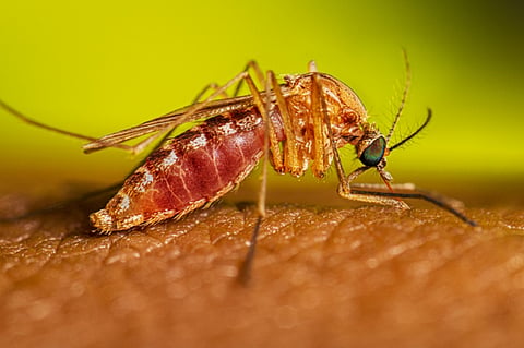 West Nile virus is spread through the bite of an infected mosquito. Photo: CDC