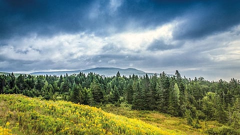 Nitrogen availability in the forests of Europe and North America has been declining since 1850. This could have  slowed down the rate of tree growth in these forests