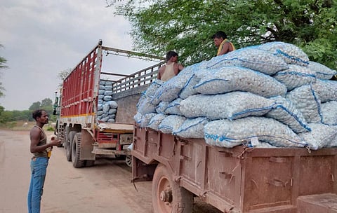 Farmers need to invest a lot of money into producing garlic. However, the market rates right now are the fraction of their investment. Photo: Rakesh Kumar Malviya