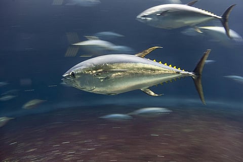 Good news! Pacific Bluefin Tuna stock to rebound sooner than expected due to global conservation efforts 
