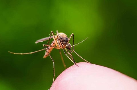 How temperature & rainfall are complicating Africa’s fight against malaria