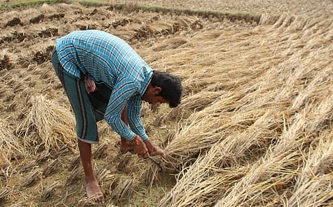 Farmers will suffer a double whammy if untimely rains coincide with the kharif harvest. Photo: iStock