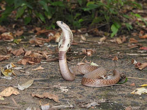 There is a paucity of data on snakebites in India for policymaking, said the reseachers of the study. Photo: Wikimedia Commons 