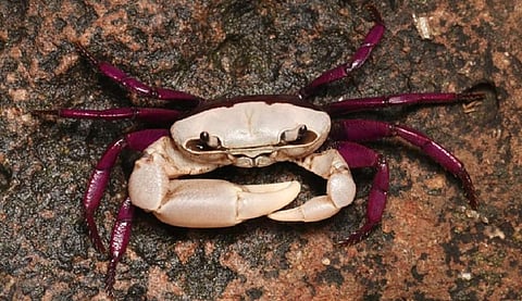 Ghatiana dvivarna is a freshwater crab with a white body and claws and ‘red-violet’ (purple) legs