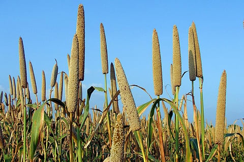 Government push to coarse cereals as climate change affects wheat, paddy cultivation 