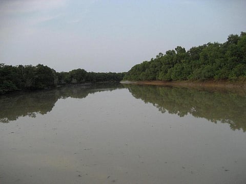 Mangrove forests in Odisha also guard districts like a wall during natural disasters like cyclones. Photo: Ashis Senapati 