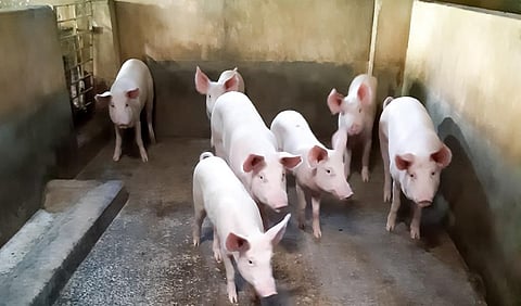 Pigs at a farm. Photo: iStock
