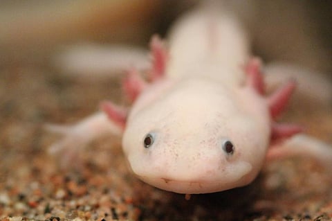 Axolotls are a model organism researchers use to study a variety of topics in biology. Photo: Ruben Undheim / Flickr