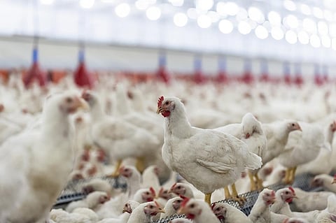 Some 69 billion chickens and 1.5 billion pigs are factory-farmed each year. Photo: iStock